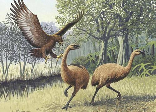 不会飞行的恐鸟身高达到4米,由于毛利人过度捕杀导致灭绝