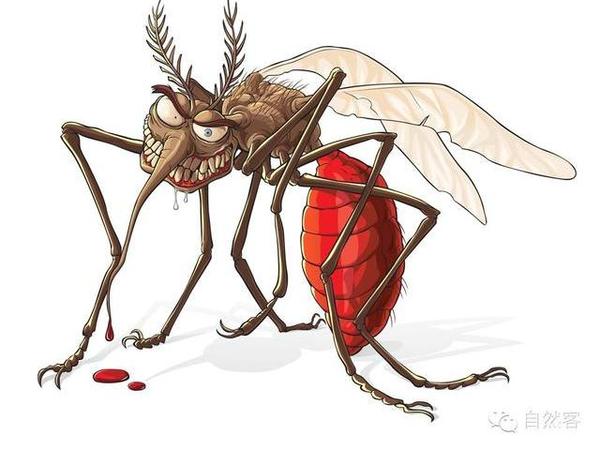人类的老冤家:常见的蚊子究竟有哪些?