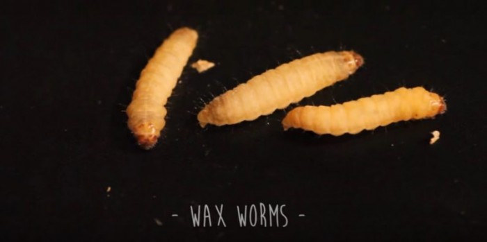 Waxworms-796x397.jpg