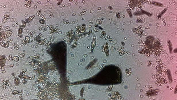 ibm-plankton-1.png.jpg