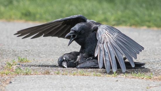 动物界"乌司机:乌鸦竟会和死去同类发生关系