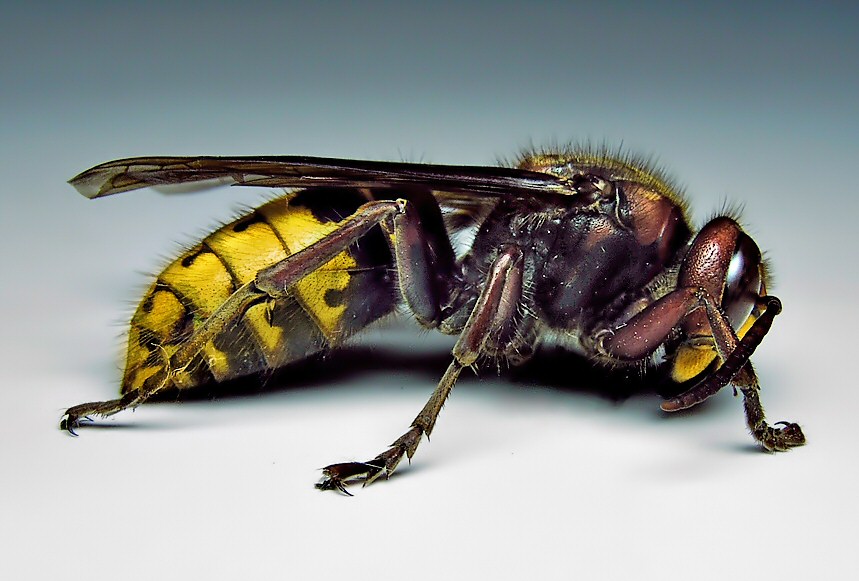 研究称黄蜂对生态环境同样重要 不该捧蜜蜂而贬低它