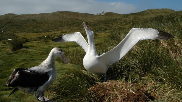 albatross-radar-1.jpg